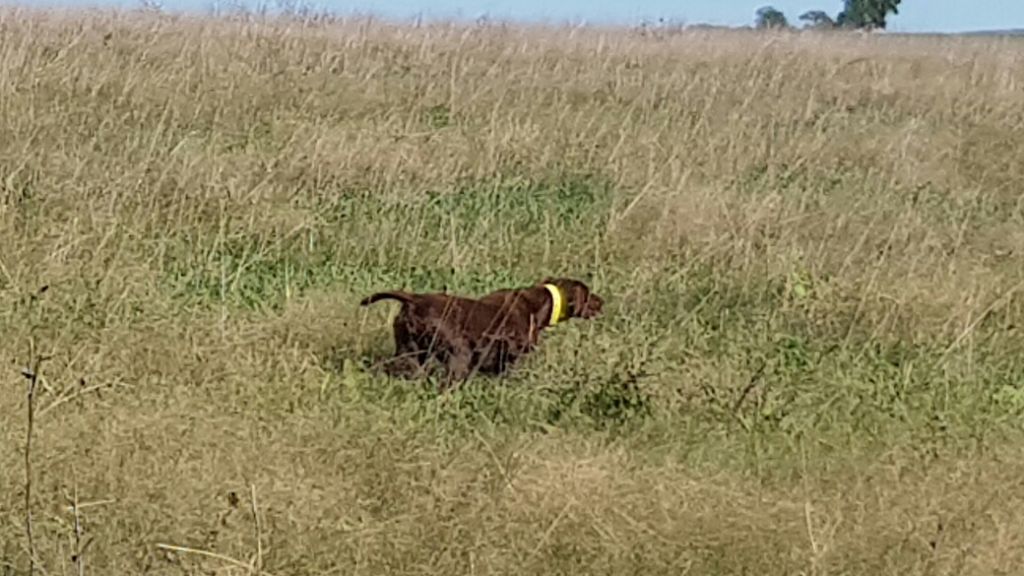 CH. Fiona (Sans Affixe)