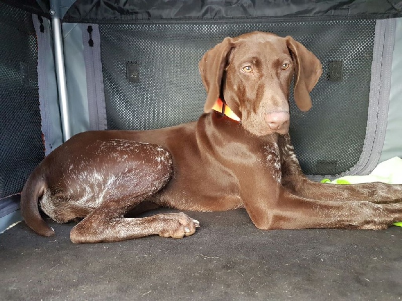 CH. Fiona (Sans Affixe)