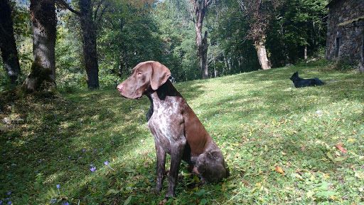 CH. Fiona (Sans Affixe)