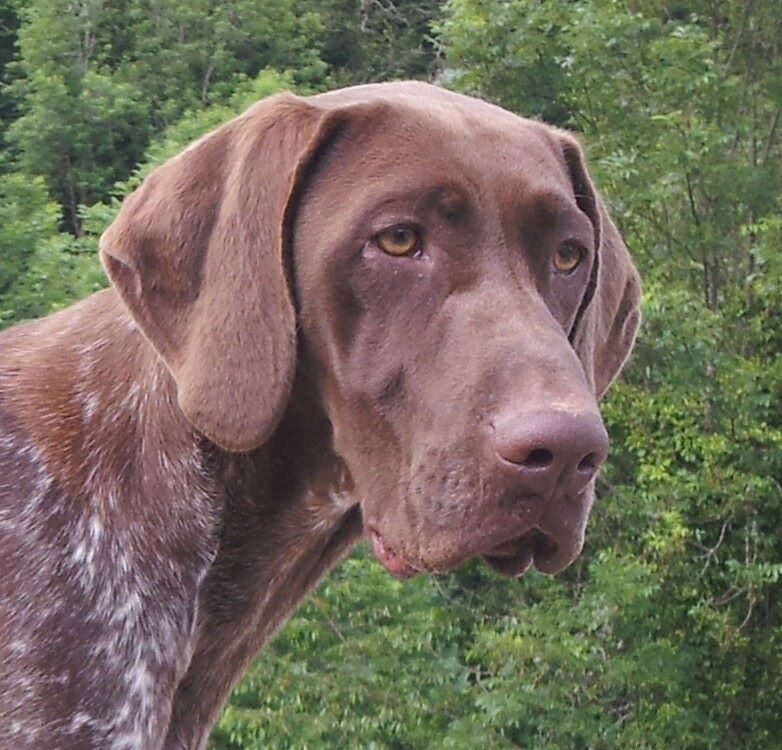 CH. Fiona (Sans Affixe)