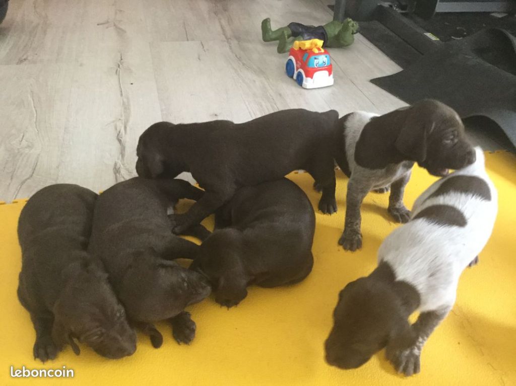 Publication : du domaine du framire Auteur : ARMANDO GONCALVES