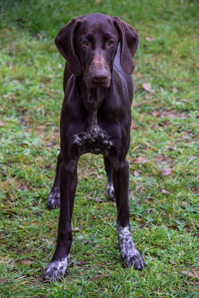 CH. Fiona (Sans Affixe)