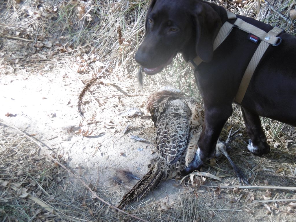 CH. Fiona (Sans Affixe)