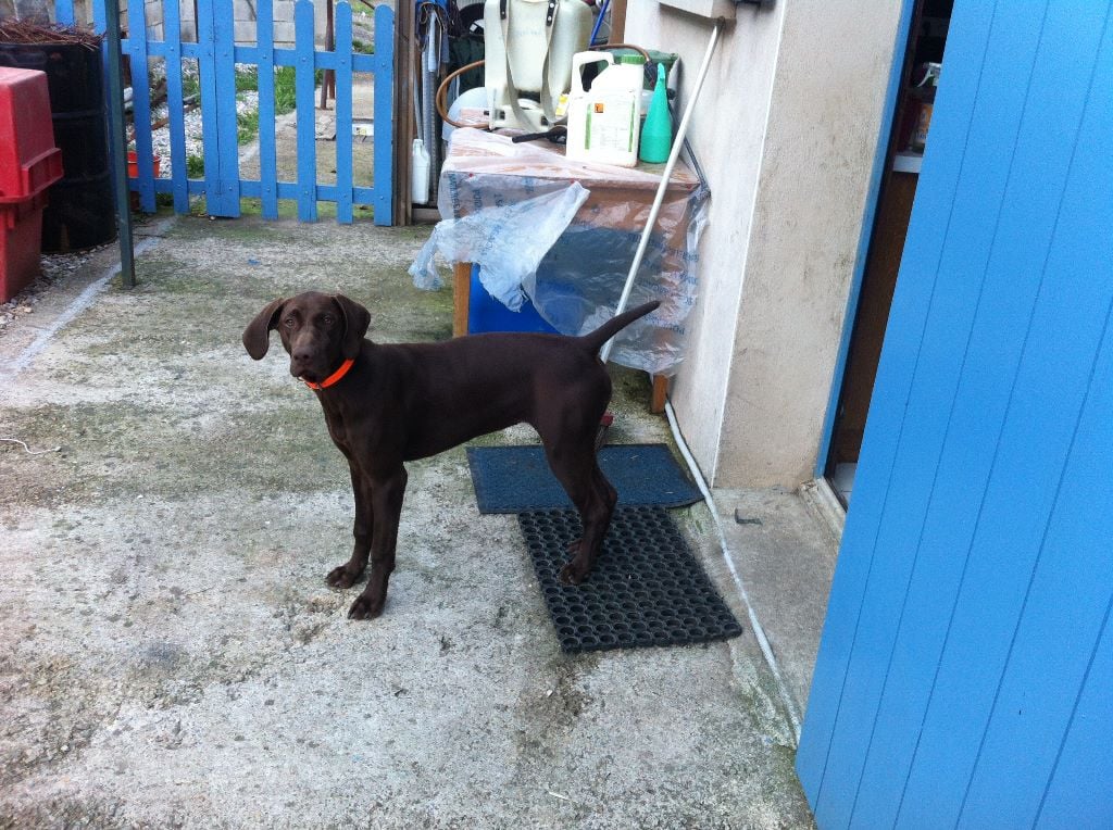 CH. Fiona (Sans Affixe)