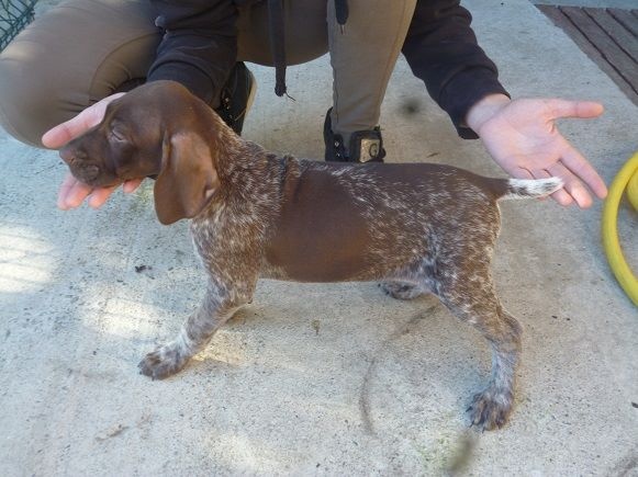 CH. Fiona (Sans Affixe)