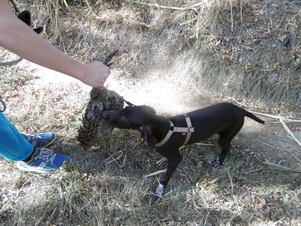 CH. Fiona (Sans Affixe)