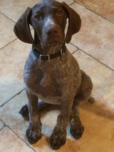 Erka des monts cevenoles