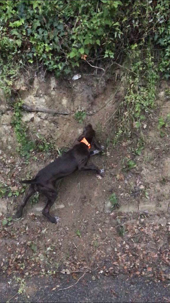 CH. Fiona (Sans Affixe)