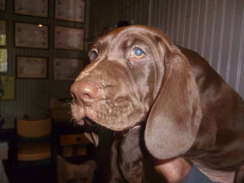 CH. Champion du domaine du framire