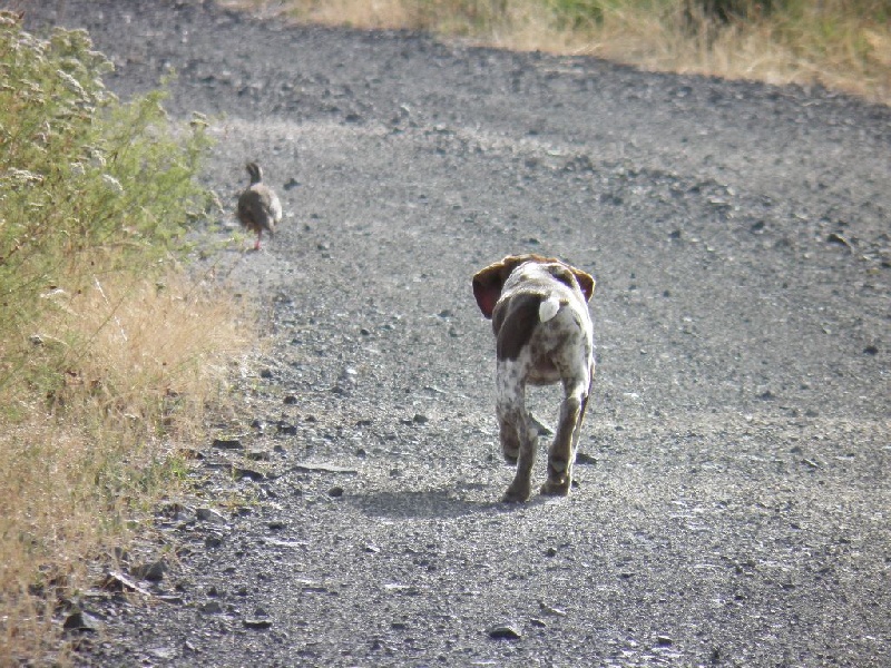 CH. Fiona (Sans Affixe)