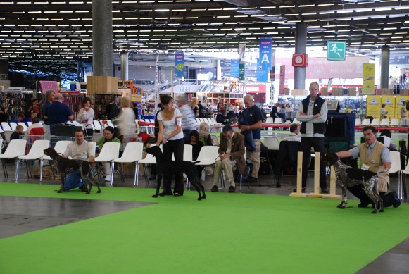 CH. Fiona (Sans Affixe)