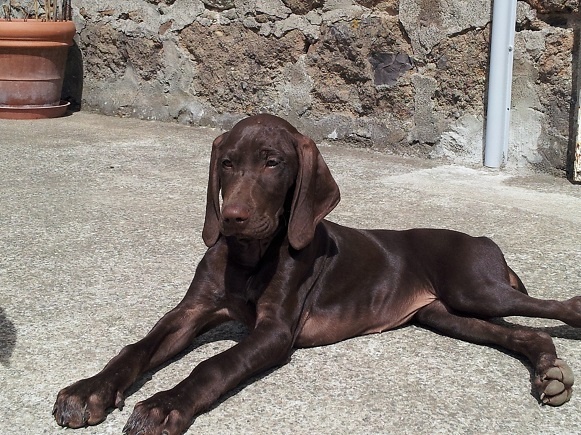 CH. Champion du domaine du framire