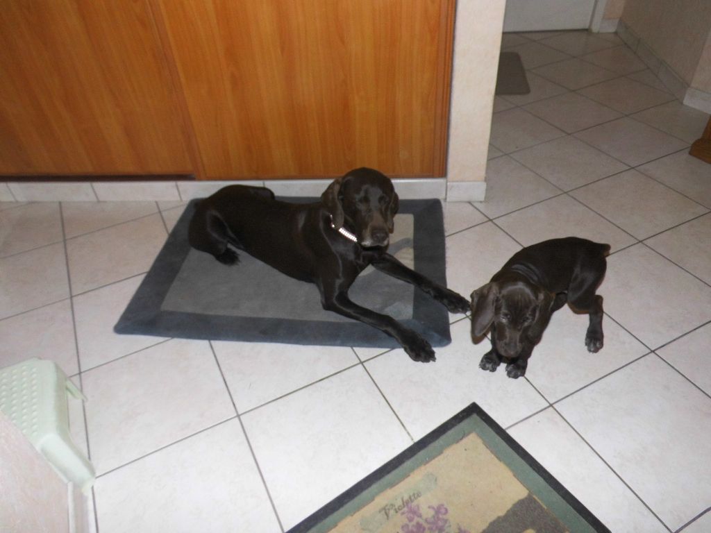 CH. Fiona (Sans Affixe)