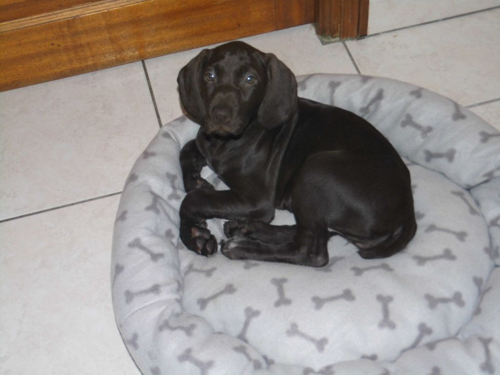 CH. Fiona (Sans Affixe)