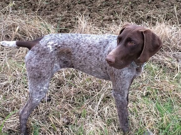 Erka des monts cevenoles