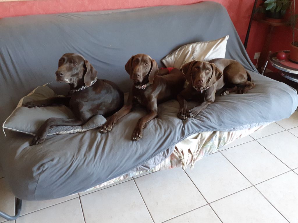 Publication : du domaine du framire Auteur : ARMANDO GONCALVES