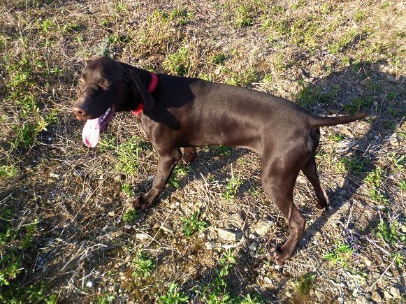 CH. Champion du domaine du framire