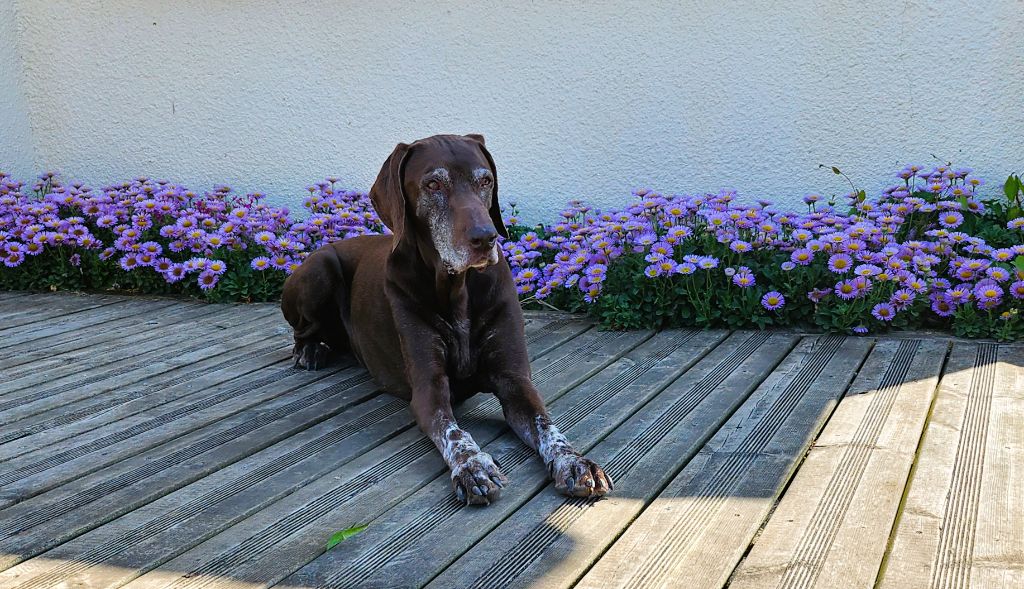 Publication : du domaine du framire Auteur : D'ANGELO RINALDO