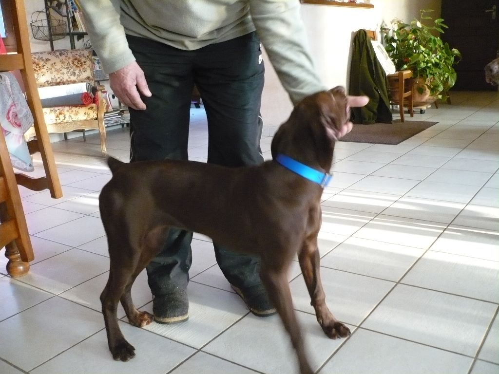 CH. Fiona (Sans Affixe)