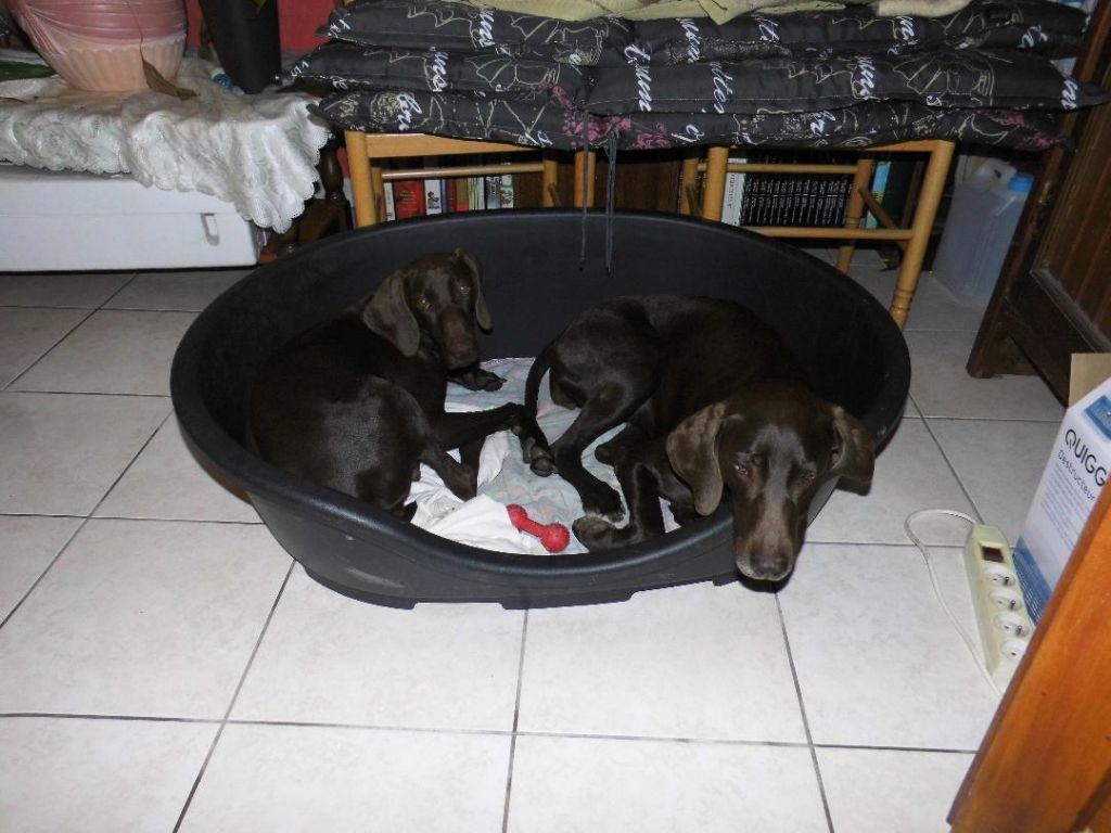 CH. Fiona (Sans Affixe)