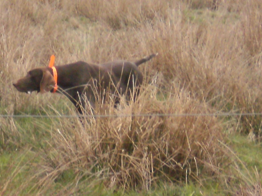 Erka des monts cevenoles