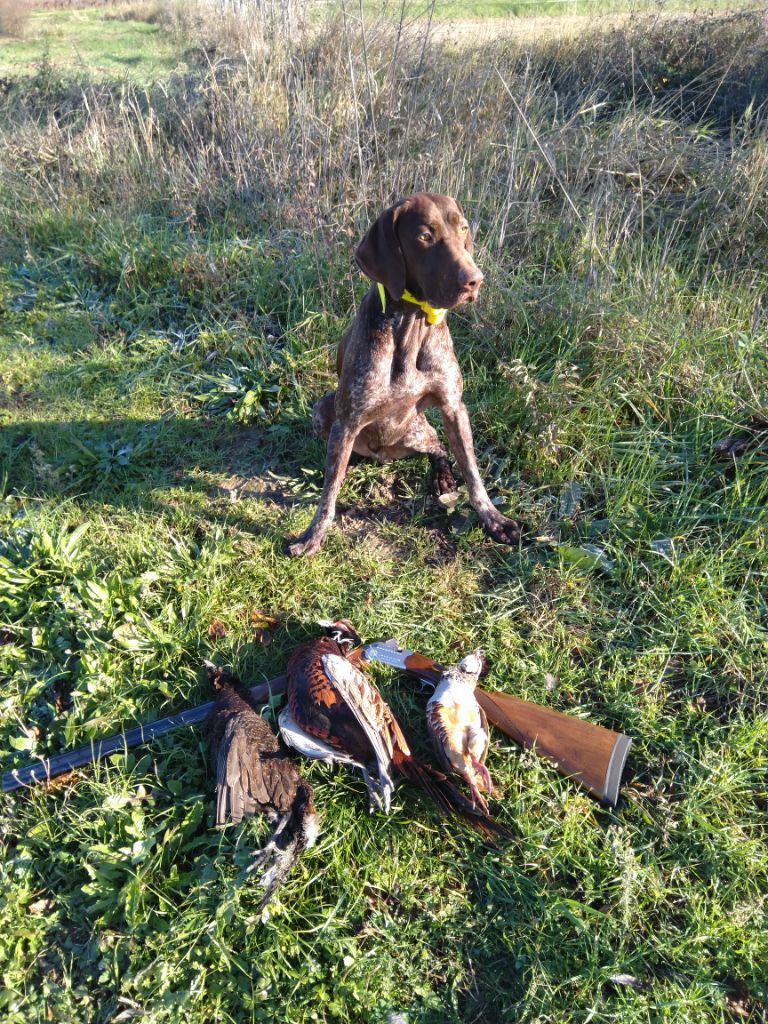 CH. Fiona (Sans Affixe)