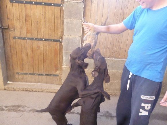 CH. Champion du domaine du framire