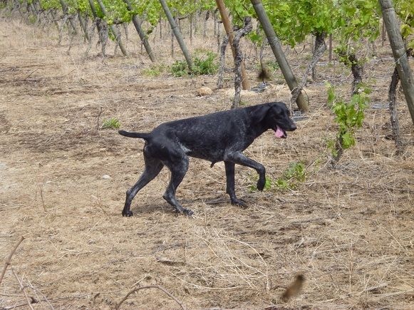 Erka des monts cevenoles