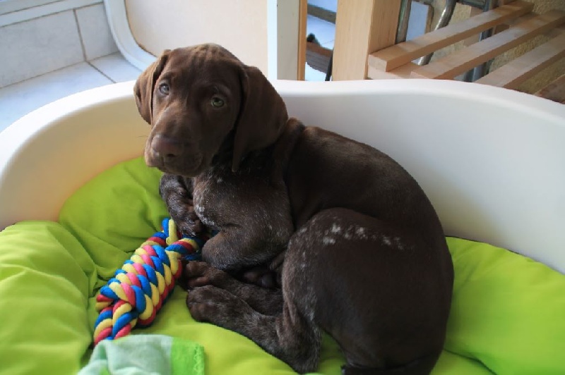 CH. Fiona (Sans Affixe)