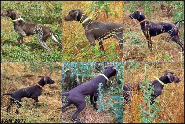 CH. Fiona (Sans Affixe)