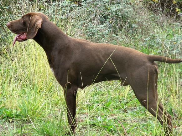 CH. Champion du domaine du framire