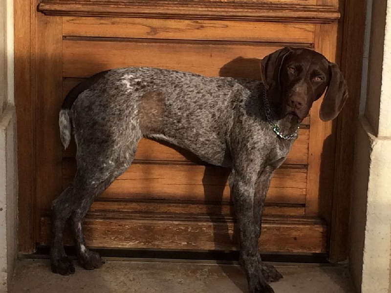 Erka des monts cevenoles