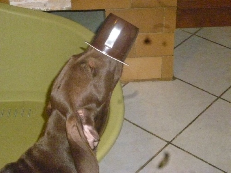 CH. Fiona (Sans Affixe)