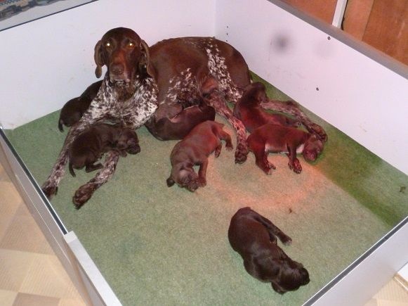 CH. Fiona (Sans Affixe)