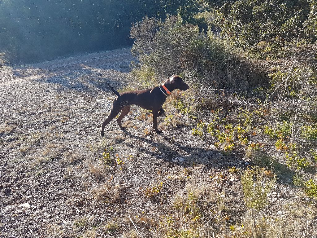 CH. Fiona (Sans Affixe)