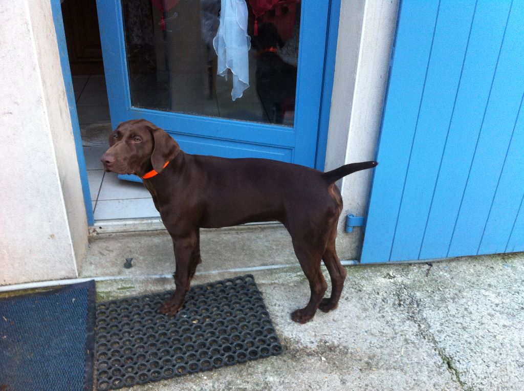 CH. Fiona (Sans Affixe)