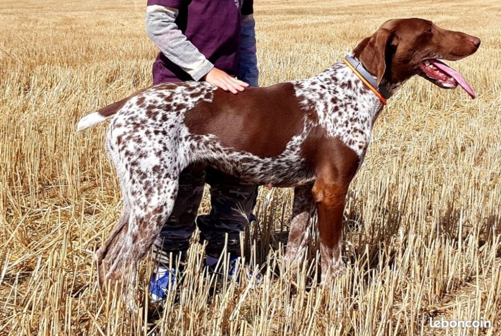 Publication : du domaine du framire Auteur : ARMANDO GONCALVES