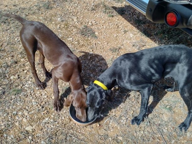 CH. Fiona (Sans Affixe)