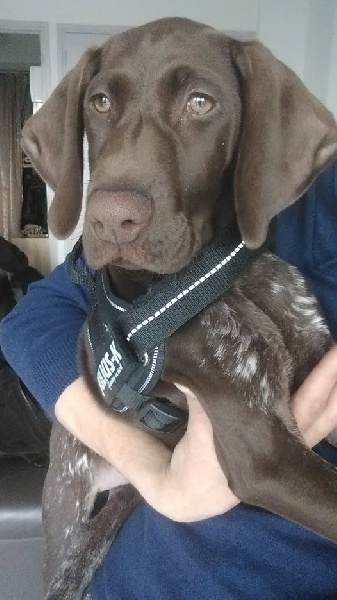 CH. Fiona (Sans Affixe)