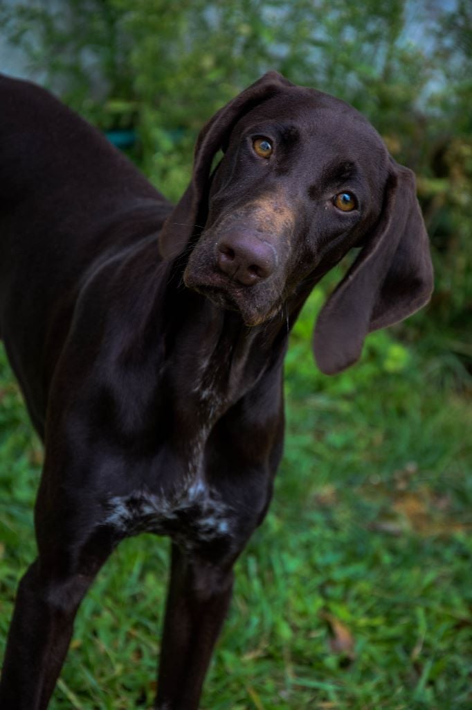 CH. Fiona (Sans Affixe)