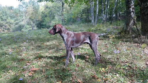 CH. Fiona (Sans Affixe)