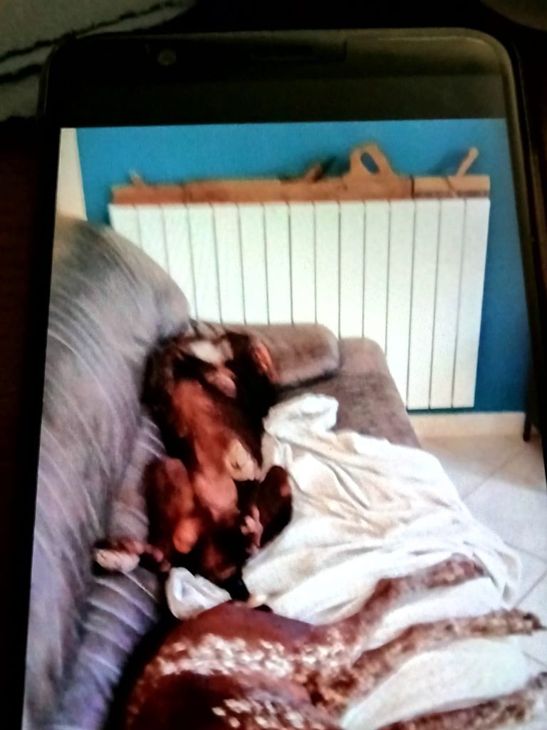 CH. Champion du domaine du framire