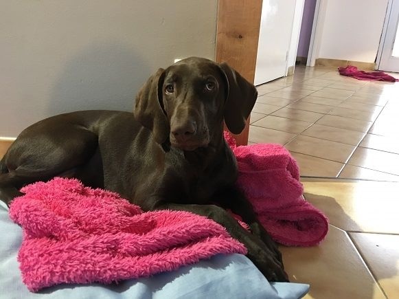 CH. Fiona (Sans Affixe)