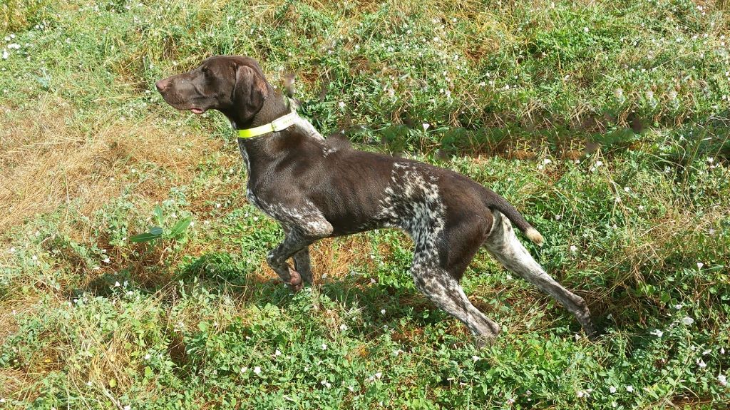 CH. Fiona (Sans Affixe)