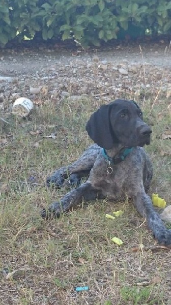 Erka des monts cevenoles