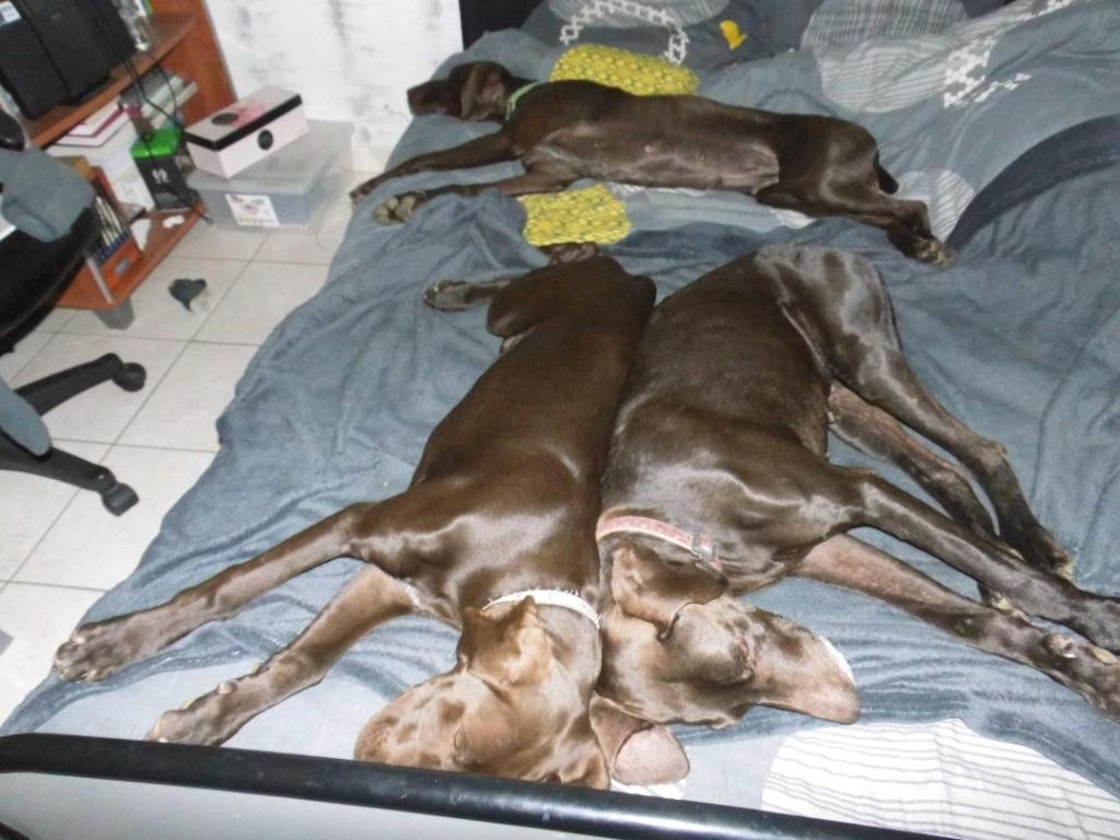 Publication : du domaine du framire Auteur : ARMANDO GONCALVES