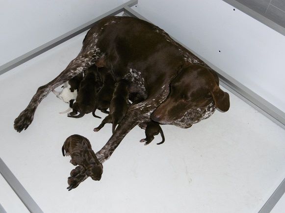 CH. Fiona (Sans Affixe)