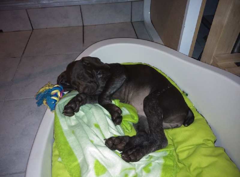 CH. Fiona (Sans Affixe)