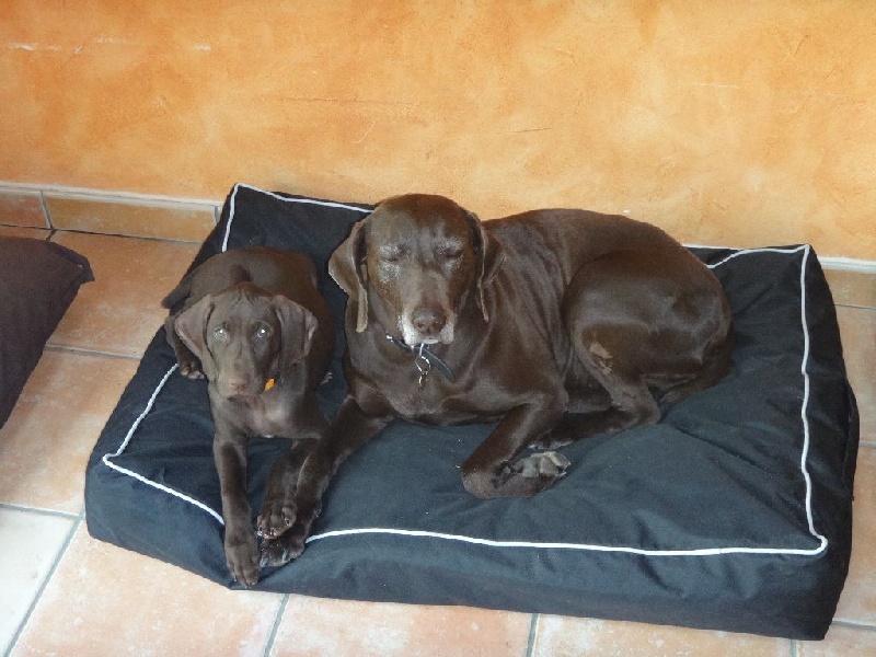 CH. Fiona (Sans Affixe)