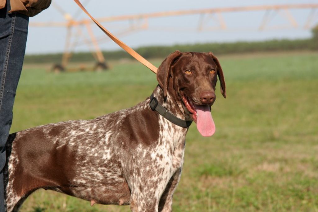 CH. Champion du domaine du framire